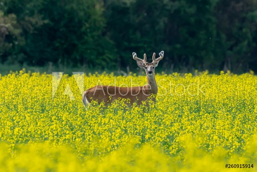 Bild på White-tailed Deer Buck in Surrounded by Canola Crop